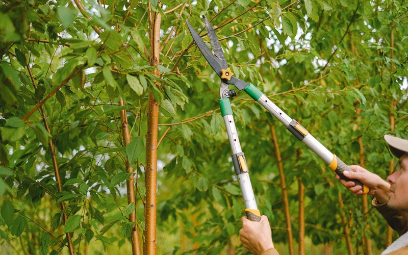 Tree trimming in Reardan, WA