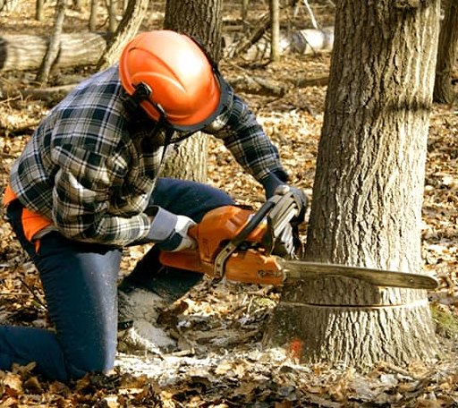 Tree Removal in Reardan, WA
